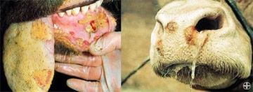 Памятка для населения по ящуру