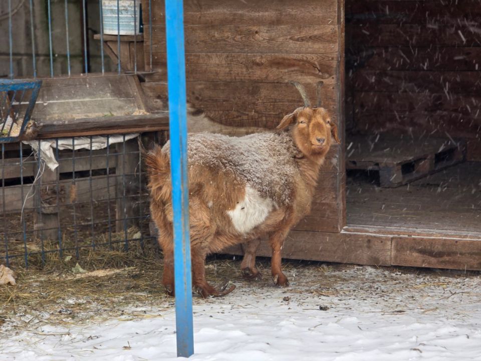 Иван Адамец: Визит добра в приют «4 лапки» Иван Адамец: Визит добра в приют «4 лапки»