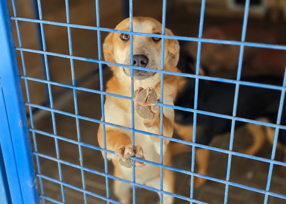 Иван Адамец: Визит добра в приют «4 лапки» Иван Адамец: Визит добра в приют «4 лапки»