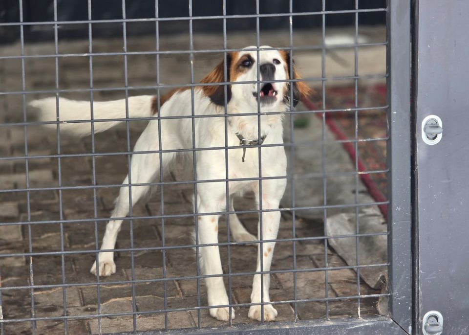 Иван Адамец: Визит добра в приют «4 лапки» Иван Адамец: Визит добра в приют «4 лапки»