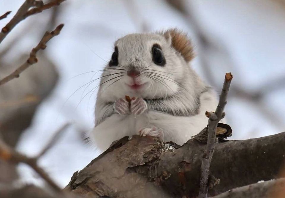 ������ ���: �������� ���������� ������ �������� ��������