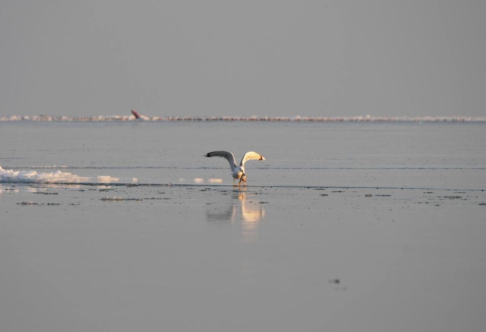 ��� ����� �� ����� �������� ����