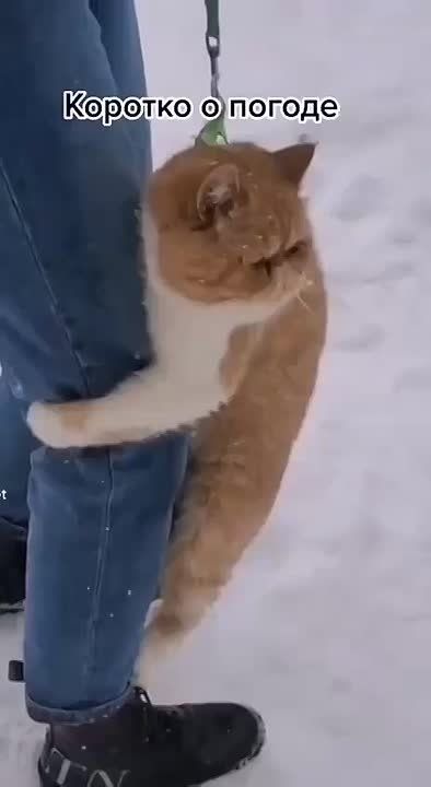 ��� ��� �� �����?