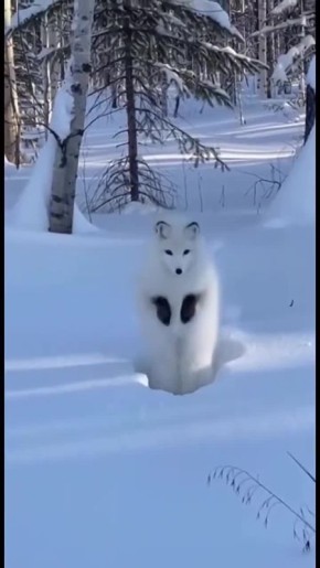 � ��� ������ �����. � ��������������� ���������� ����