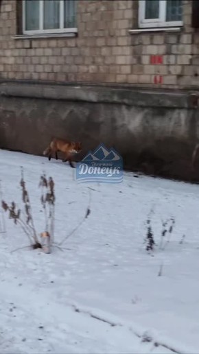 Ничего необычного, просто лиса на «Изумруде» в центре Донецка
