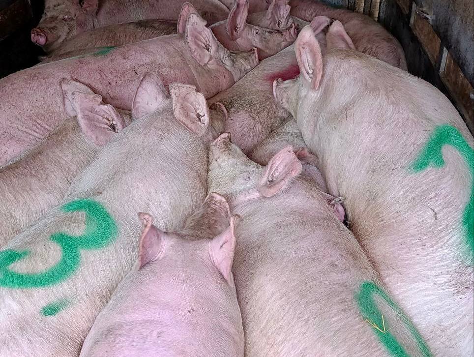 12 февраля 2026 года на территории Луганской Народной Республики, на мобильном посту в Перевальском муниципальном округе, сотрудники Управления Россельхознадзора и ГИБДД МВД ЛНР провели совместный рейд по выявлению нарушений...