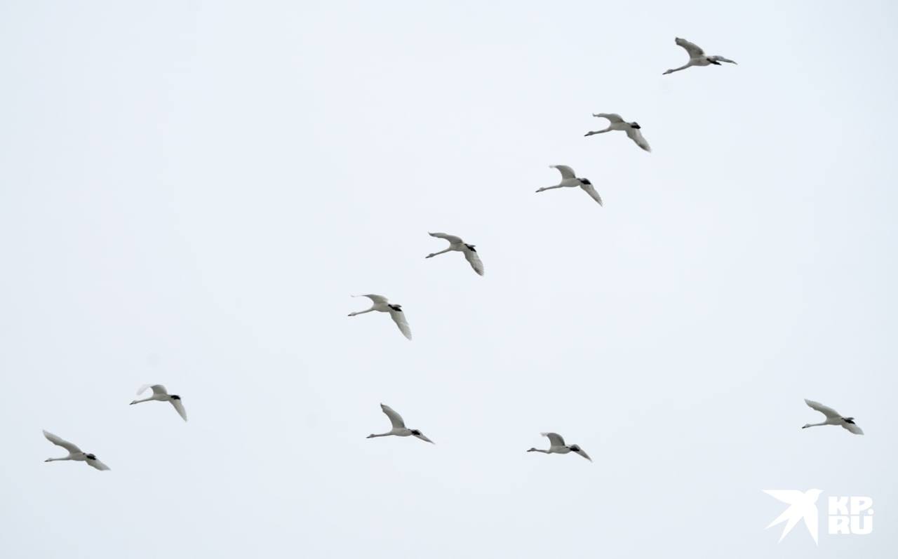 Стая лебедей в небе над Мариуполем летела красивым строем в форме буквы "V"