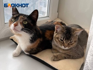 4,5 ����� ������ ���������� ������� �� ���������� �������� � ��