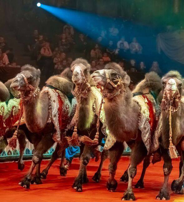 Более 15 тысяч зрителей посмотрели цирковое представление «Тропик шоу» в Донецке Более 15 тысяч зрителей посмотрели цирковое представление «Тропик шоу» в Донецке