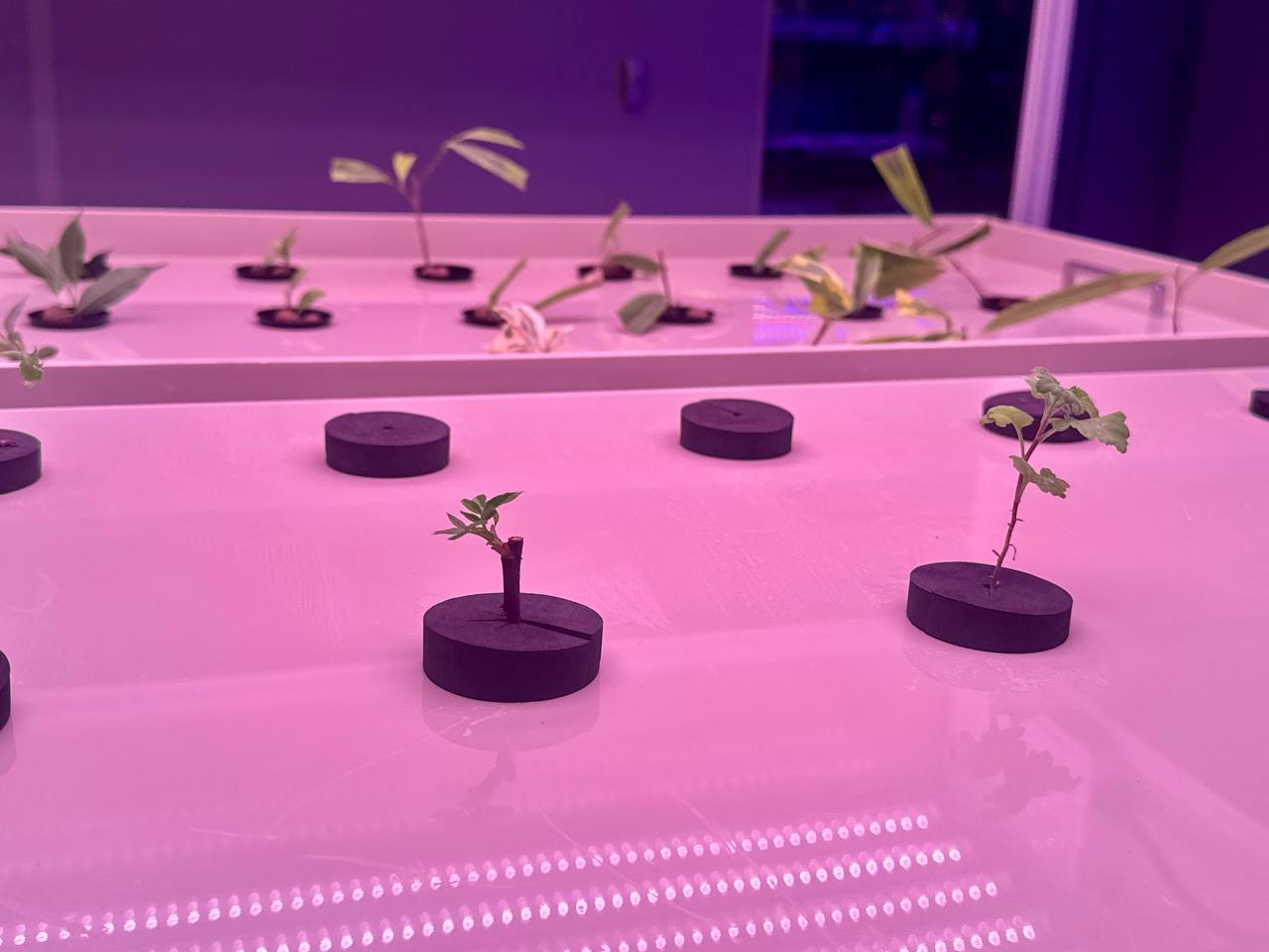 Подмосковные строители обновили ботанический сад в Донецке Подмосковные строители обновили ботанический сад в Донецке