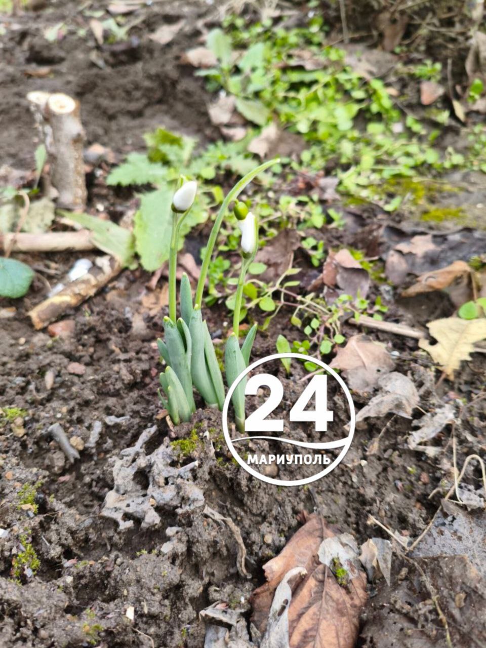 Первый день весны дарит нам маленькое чудо — подснежники