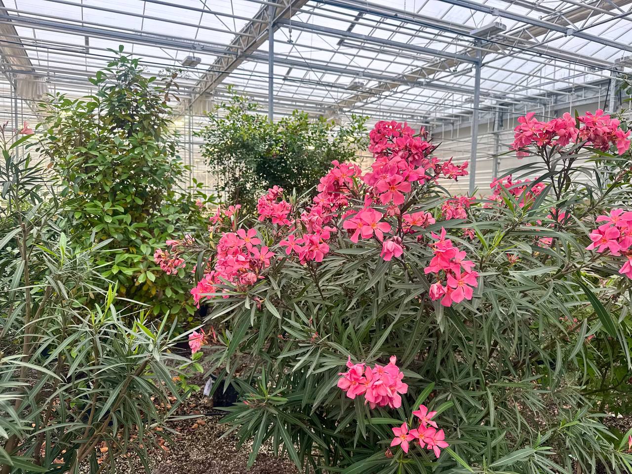 Подмосковные строители обновили ботанический сад в Донецке Подмосковные строители обновили ботанический сад в Донецке