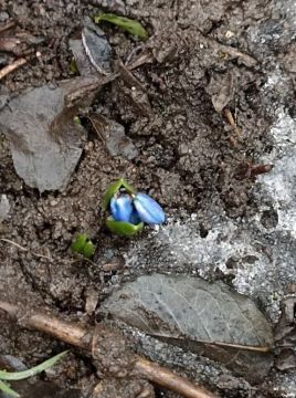 ����������� ������ ������������� � ���