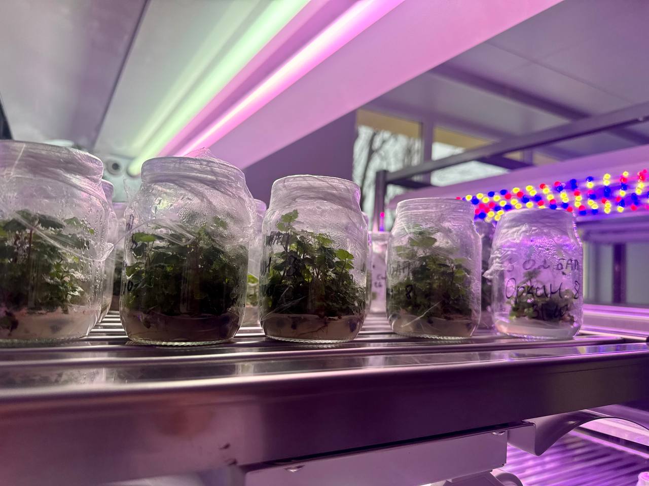 Подмосковные строители обновили ботанический сад в Донецке Подмосковные строители обновили ботанический сад в Донецке