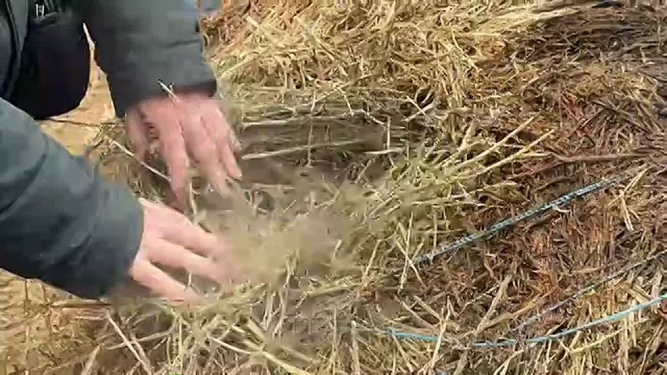 Минсельхоз ДНР грозится увольнениями из-за голодных коров, утопающих в навозе