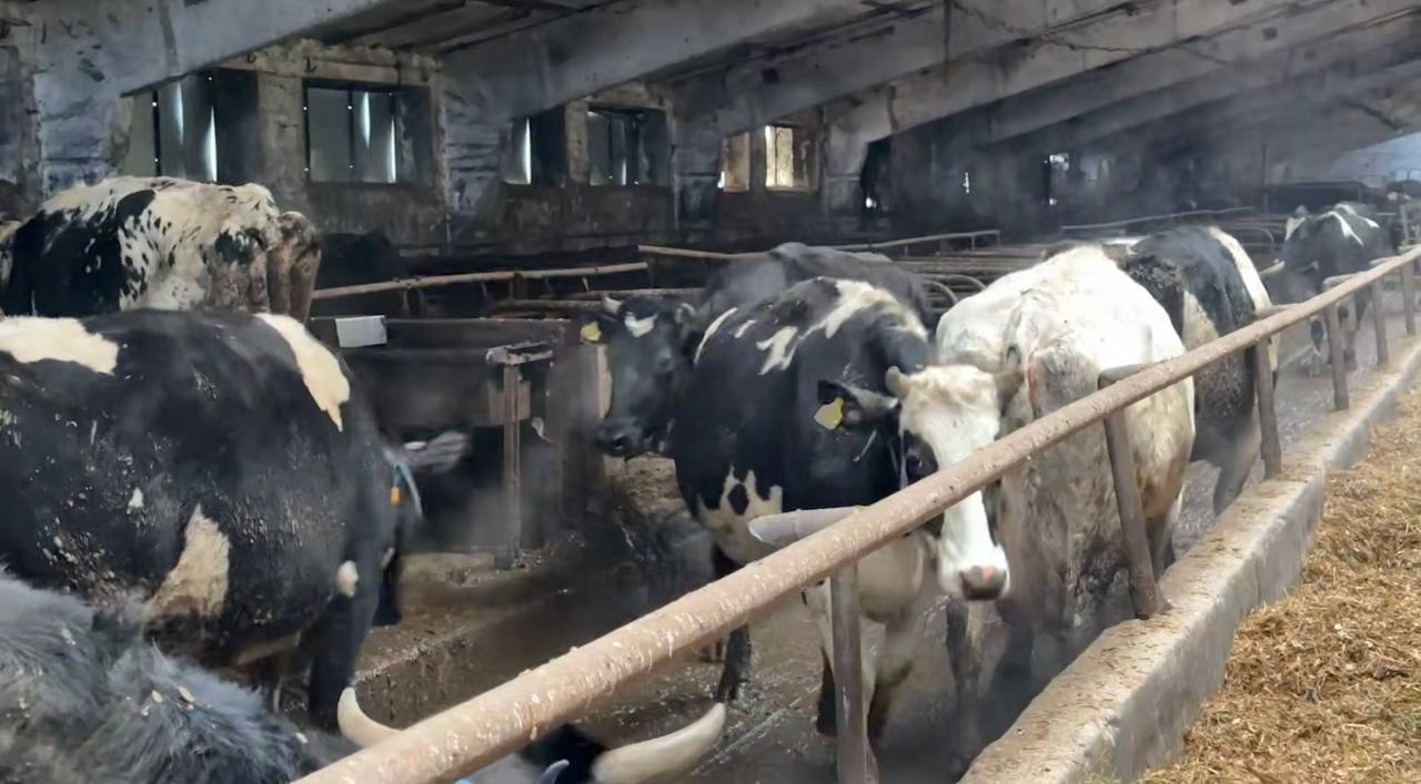 Минсельхоз ДНР грозится увольнениями из-за голодных коров, утопающих в навозе Минсельхоз ДНР грозится увольнениями из-за голодных коров, утопающих в навозе