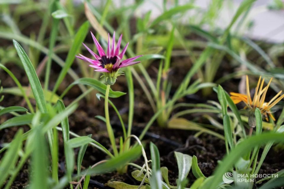 ������ �� ����� ����������� ������