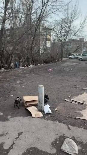 Жители улицы Димитрова в Макеевке жалуются на заваленный мусором двор и поваленные деревья