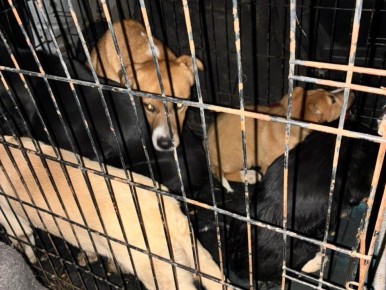 ����� �����: � ������������� ������������� ������ �������� ������ �� ������ ������������ ��������