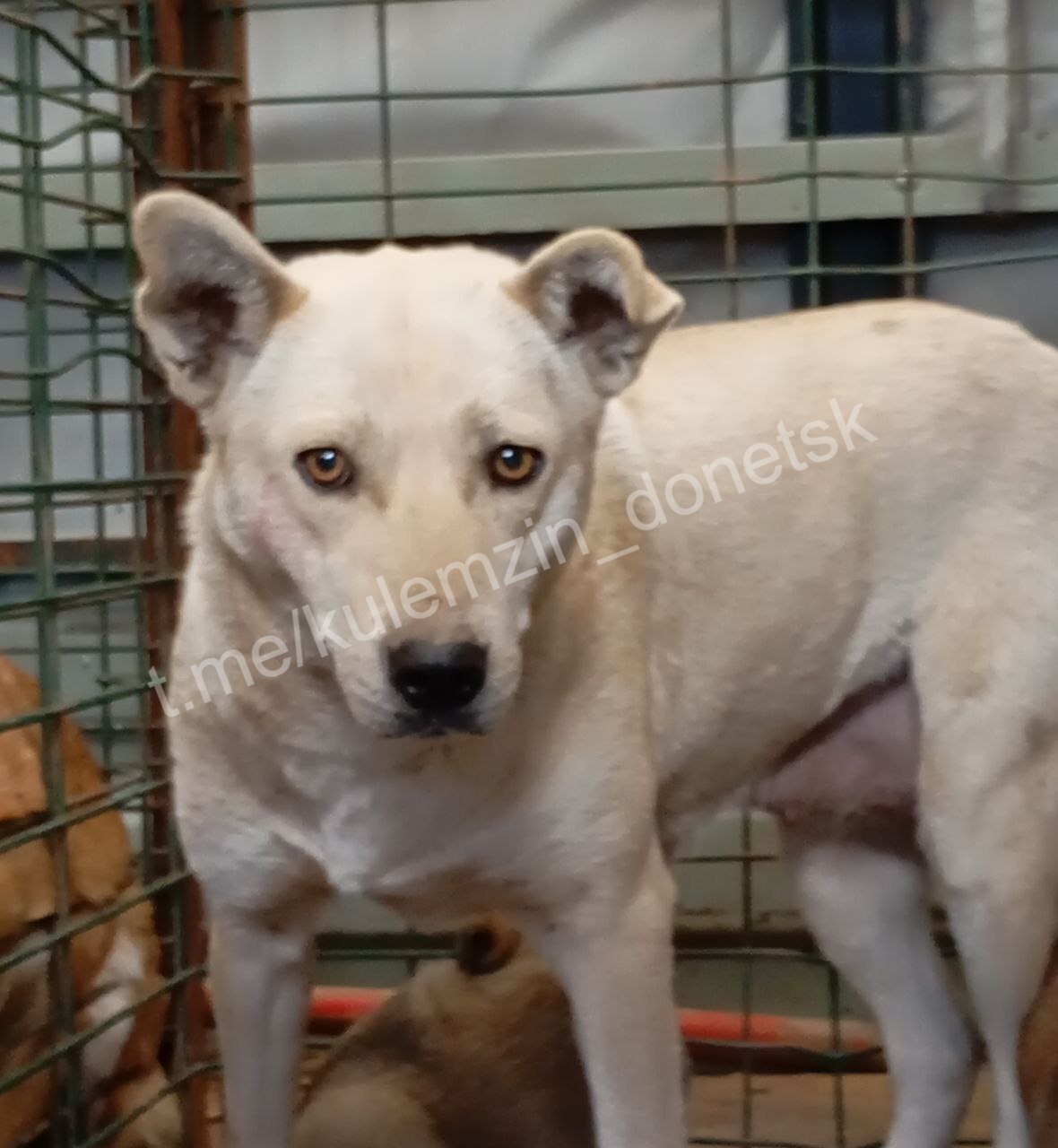 Алексей Кулемзин: Бригады предприятия «Животные в городе» продолжают свою работу по отлову и содержанию безнадзорных животных в Донецке Алексей Кулемзин: Бригады предприятия «Животные в городе» продолжают свою работу по отлову и содержанию безнадзорных животных в Донецке