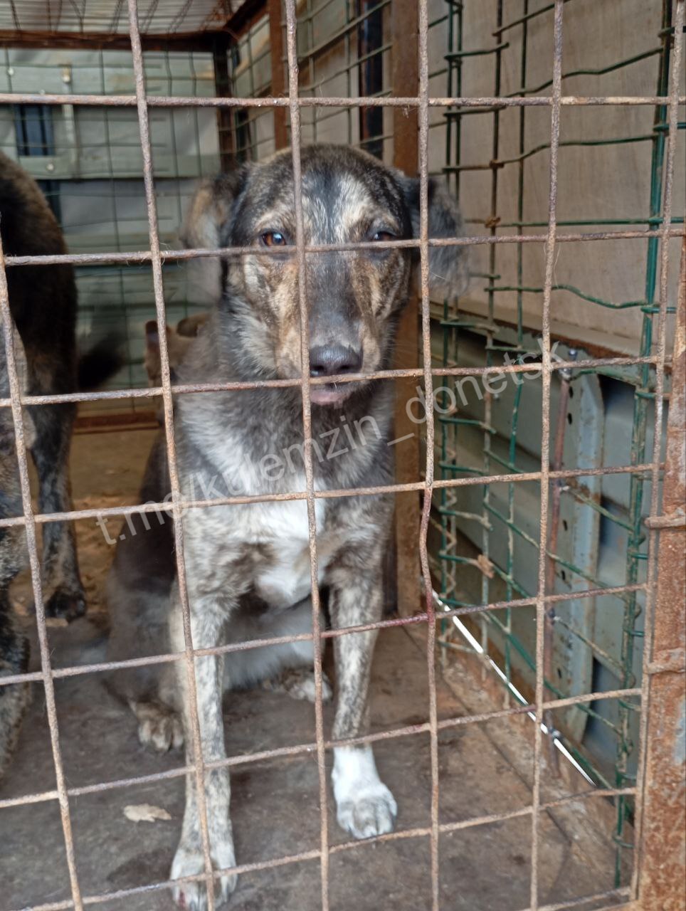 Алексей Кулемзин: Бригады предприятия «Животные в городе» продолжают свою работу по отлову и содержанию безнадзорных животных в Донецке Алексей Кулемзин: Бригады предприятия «Животные в городе» продолжают свою работу по отлову и содержанию безнадзорных животных в Донецке