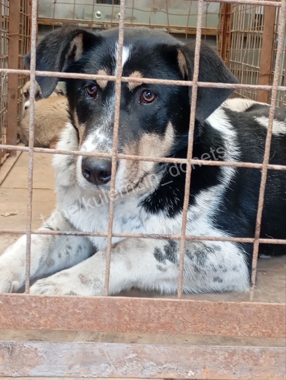 Алексей Кулемзин: Бригады предприятия «Животные в городе» продолжают свою работу по отлову и содержанию безнадзорных животных в Донецке