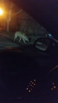 ����� ���� ���������� ���� ����� �� �������