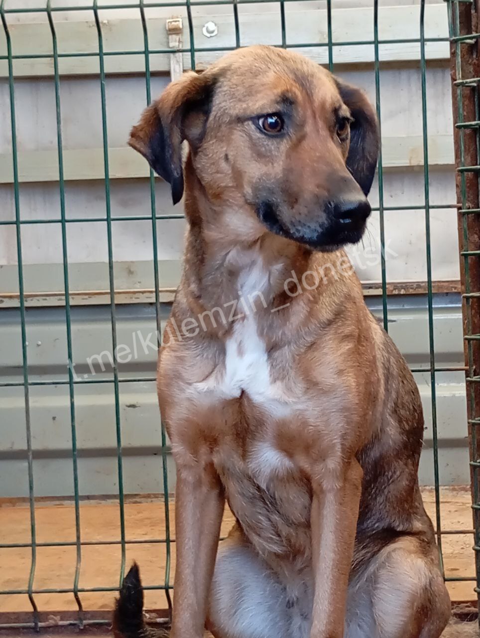 Алексей Кулемзин: Бригады предприятия «Животные в городе» продолжают свою работу по отлову и содержанию безнадзорных животных в Донецке Алексей Кулемзин: Бригады предприятия «Животные в городе» продолжают свою работу по отлову и содержанию безнадзорных животных в Донецке