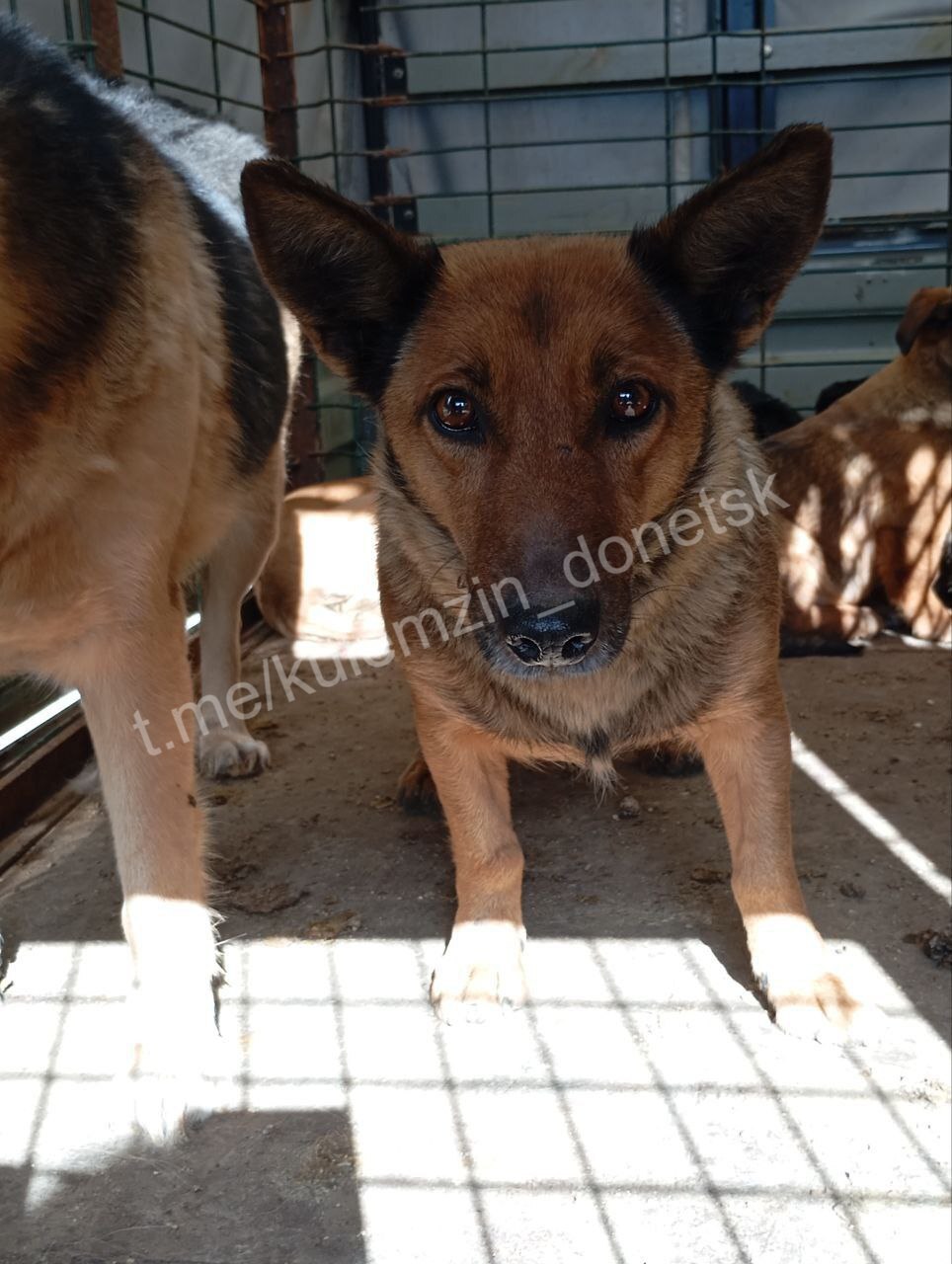 Алексей Кулемзин: Бригады предприятия «Животные в городе» продолжают свою работу по отлову и содержанию безнадзорных животных в Донецке Алексей Кулемзин: Бригады предприятия «Животные в городе» продолжают свою работу по отлову и содержанию безнадзорных животных в Донецке