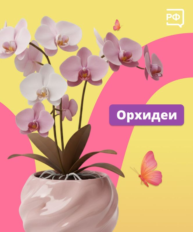 Чтобы праздничный букет простоял как можно дольше, следуйте простым советам Чтобы праздничный букет простоял как можно дольше, следуйте простым советам