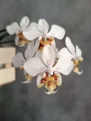 ������� ������: ������� �������!. � ���������� ���!