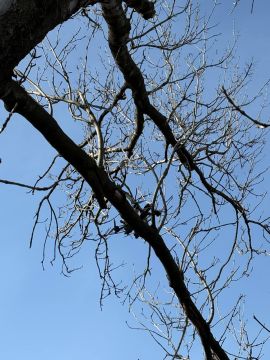 Похоже, разговоры о том, что дрон это птица, были восприняты слишком буквально