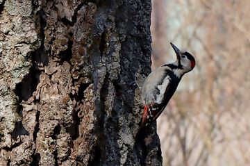 9 марта в республике переменная облачность, без осадков