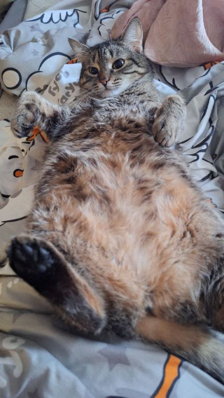 ����� ���������� ����� ���������� �������� � �������