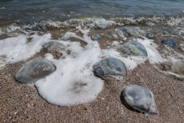 ������ � �������� ���� ���������� ������� ������ ������� ������