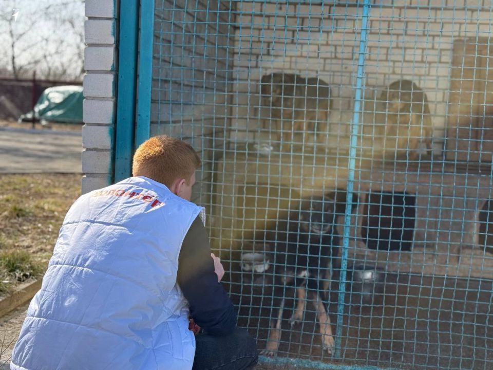 Сердца, полные тепла: Первые Докучаевска подарили заботу пушистым друзьям Сердца, полные тепла: Первые Докучаевска подарили заботу пушистым друзьям