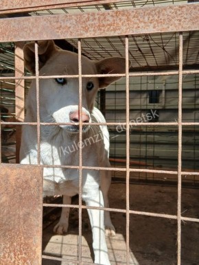 ������� ��������: ���������� ����������� ��������� � ������ ���������� ���� ������