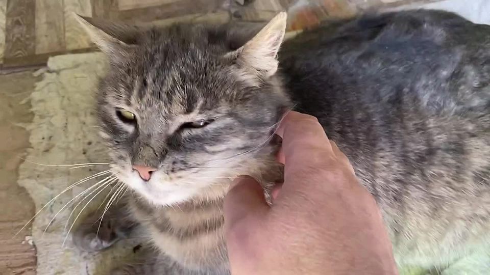 Дмитрий Стешин: #моя донецкая киса Встретила меня в час ночи, такое впечатление, что под воротами сидела