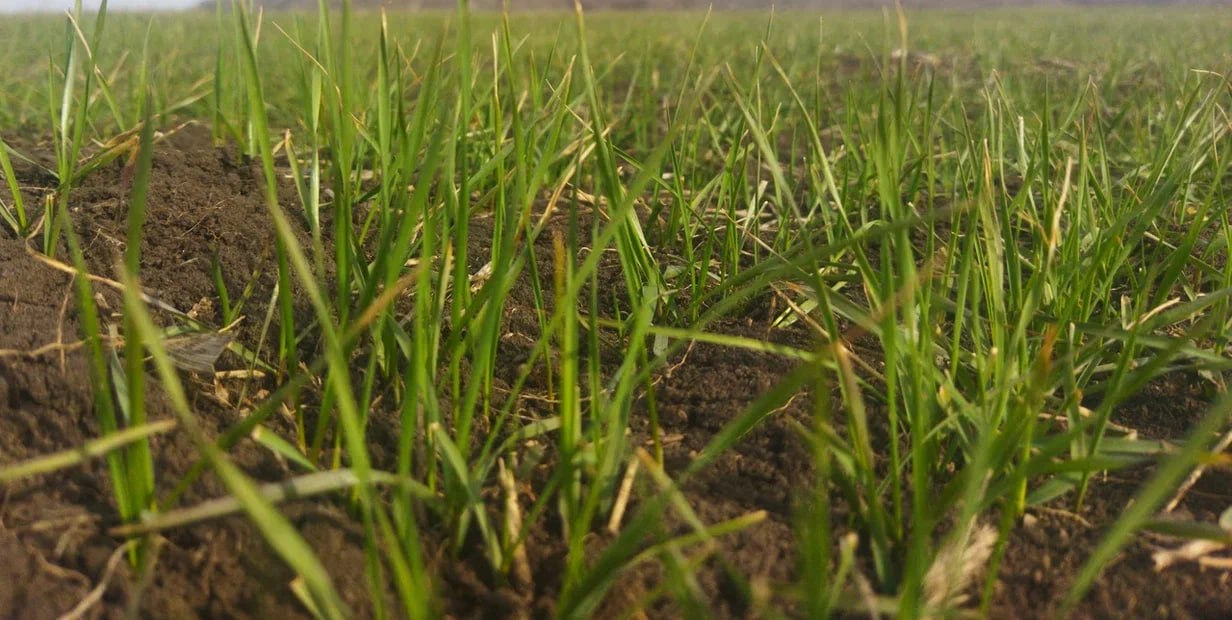 Внимание, они просыпаются. Кто может навредить полям Донбасса Внимание, они просыпаются. Кто может навредить полям Донбасса