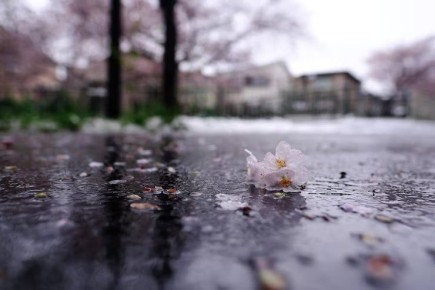 ������������� ��������. 17 ����� � ���������� ������� � ������������, ���� � ����� ������� ��������� �����