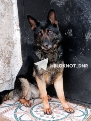 Пропала немецкая овчарка в районе ДСК в Донецке