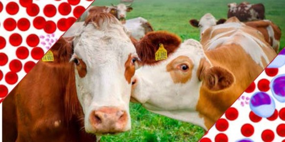 Лейкоз крупного рогатого скота (синонимы: лейкемия, рак крови) – это хроническая инфекционная, медленно протекающая болезнь опухолевой природы