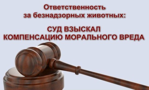 Ответственность за безнадзорных животных: суд взыскал компенсацию морального вреда с органа местного самоуправления