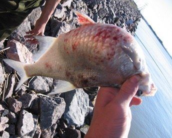 �������� ������� ������ (��������: ������������ �������, ��������, �������� �������� �������) - ��� ������, ��������� �������� �����������, ����������������� ������ �������� � ����������� ��������� ����������� ��������...