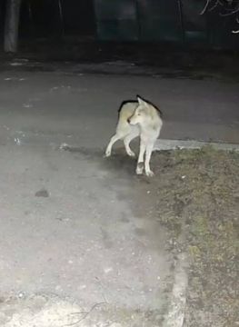 ������ ������� ������ ����� �� ���������: ����� ���Ԕ ����� ������������ � ��������