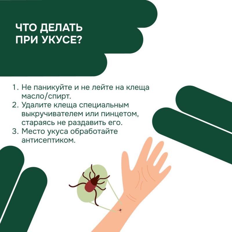 Осторожно, клещи! Как защитить себя и близких в сезон активности? Осторожно, клещи! Как защитить себя и близких в сезон активности?