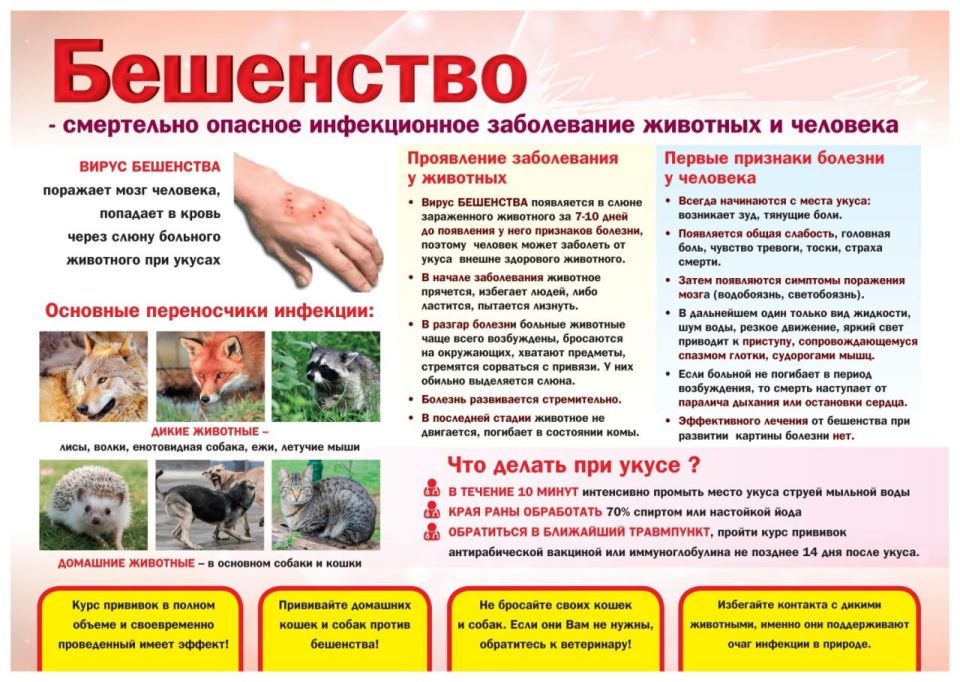 Профилактика бешенства: правила безопасности и экстренная помощь Профилактика бешенства: правила безопасности и экстренная помощь