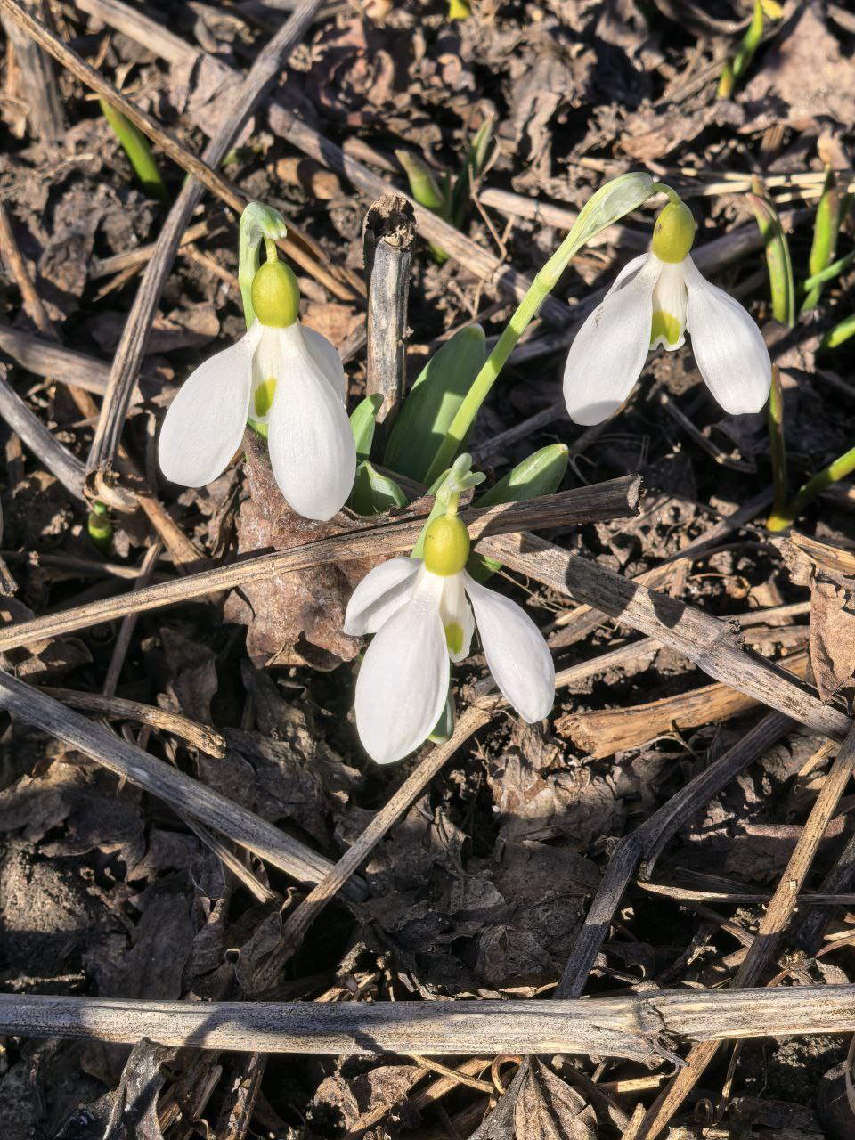 28 марта в Донецке:. переменная облачность, без существенных осадков