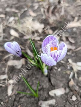 ������� ��������: ����� �������� ������ ������ �������� � ����� ��. �.�. ���������