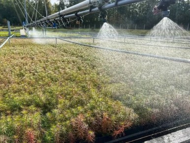 Для восстановления лесов ДНР Ленобласть вырастит 250 тысяч сеянцев сосны